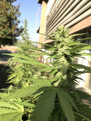 Are these girls ready for harvest?