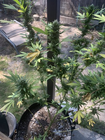 Why are my leaves turning yellow?