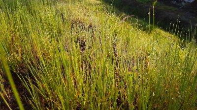 Cannabis Australis ...