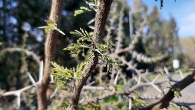 Cannabis Australis ...