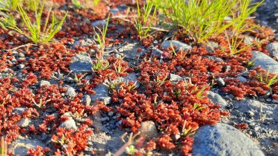 Cannabis Australis ...