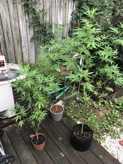 When will flowering start, soon?