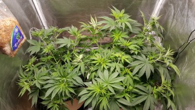 First official grow