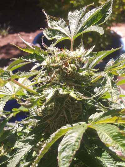 I got this pic from a fellow grower