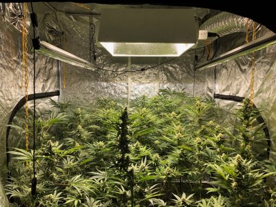 Irie Lemon Sunrise, Storm Front; Mosca Pink Lemonade; Santero Killer Cookies keeper search