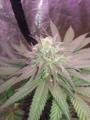 Dankden Support Group Cgo (collaborated Growop)