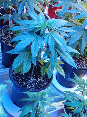 How do you grow clones and seedlings the best way? 🤔