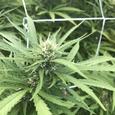 Lets see your 2020 Outdoor Plants!