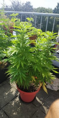 5 plants growing in the balcony started flowering then moved it inside my studio–no tent or uv lights, how to prevent the smell in the corridor?