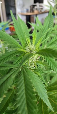 5 plants growing in the balcony started flowering then moved it inside my studio–no tent or uv lights, how to prevent the smell in the corridor?