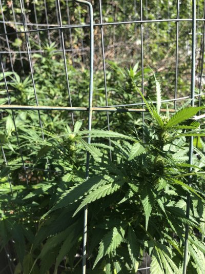 will-sub-freezing-temperatures-kill-my-plant-2.jpeg