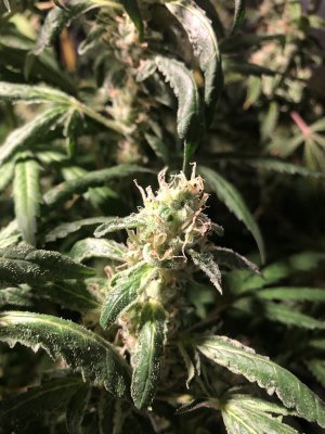 First time!  how am I doin?