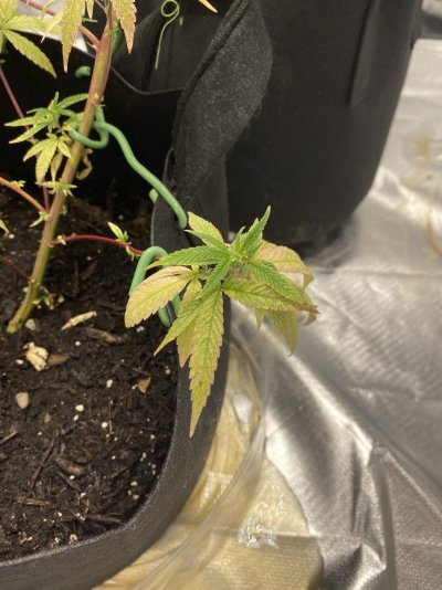 my-plants-need-to-be-saved-2.jpeg