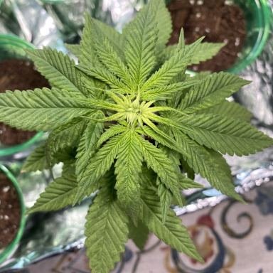 Plants Of Different Ages In The Same Tent Thcfarmer Cannabis Cultivation Network