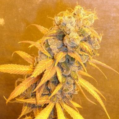 Who S Idea Were The Big Screened Vents In Grow Tents Thcfarmer