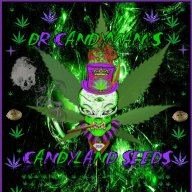 Dr CandyMan