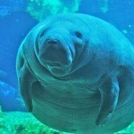FatManatee