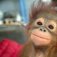 HappyMonkey