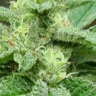 average grow