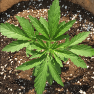 OG.Pheno