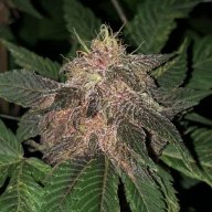 Colo.Farms