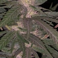 HomeGrown209