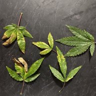 Ladyleaf