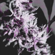 Cannabizer