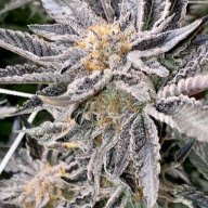 BudTester420