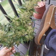 Bahook420