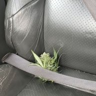 OgGrowingDro