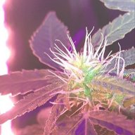 Purpledayzee