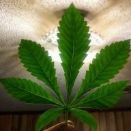 Redace420