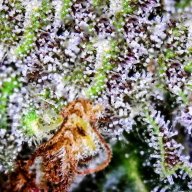 JollyGoodGrow