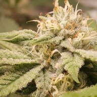 Blunt_SlutZA