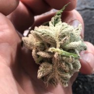 Forestpharms