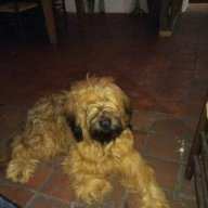 Rudi_prince_Rednose