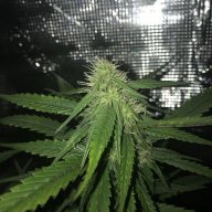 Ginus_Tokes420