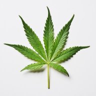 BigBloomingBuds