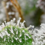 Thatbudtender