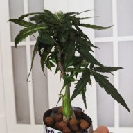 Ganjagreenz