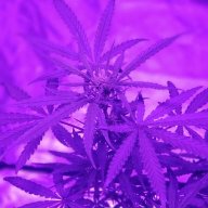 Money_Tree_Cultivating