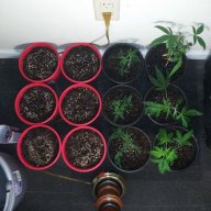 Hippie__Dave74