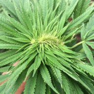 ClassySmoke
