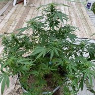 BiggerThebetter420