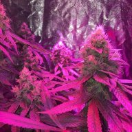 NF.Farms