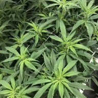 Vanislandgrow