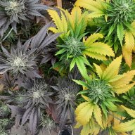 groovygrower
