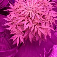 Gweeds