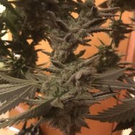 Simplegrow
